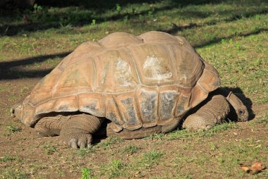 Kaplumbağa Barcelona Hayvanat Bahçesi