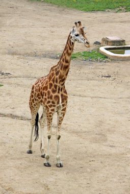 Hayvanat bahçesinde zürafa yürüyüş