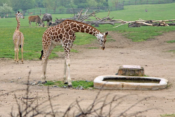 Giraffa in uno zoo vicino all'acqua — Foto Stock