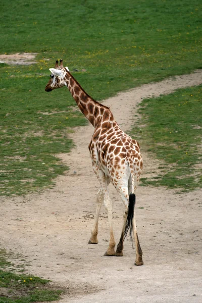 Girafa ambulante em um zoológico — Fotografia de Stock