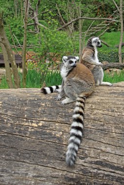 Bir hayvanat bahçesi bir ağaçta oturup..... ring-tailed Lemurlar