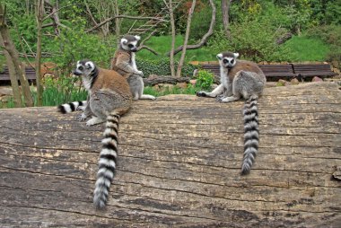 Bir hayvanat bahçesi bir ağaçta oturup..... ring-tailed Lemurlar