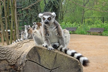 Bir hayvanat bahçesi bir ağaçta oturup..... ring-tailed Lemurlar