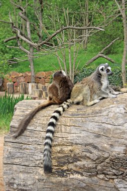 Bir hayvanat bahçesi bir ağaçta oturup..... ring-tailed Lemurlar