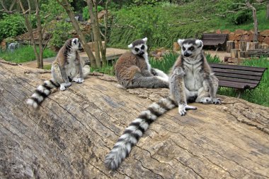 Bir hayvanat bahçesi bir ağaçta oturup..... ring-tailed Lemurlar