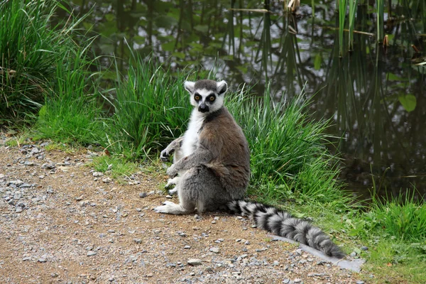 Siedzący w pobliżu stawu w ogrodzie zoologicznym — Zdjęcie stockowe