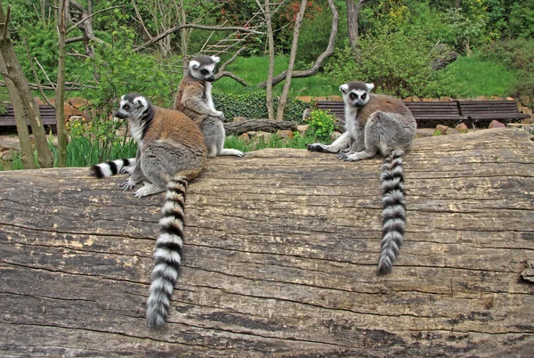 Bir hayvanat bahçesi bir ağaçta oturup..... ring-tailed Lemurlar