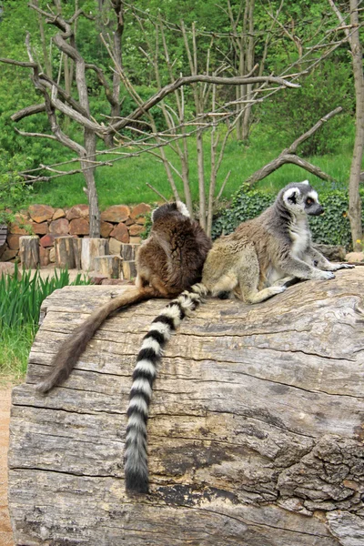 Lêmures-de-cauda-anelada sentados em uma árvore em um zoológico — Fotografia de Stock