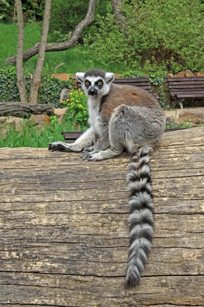 Lêmure-de-cauda-anelada sentado em uma árvore em um zoológico — Fotografia de Stock