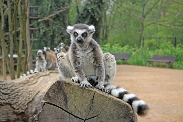 Ringelschwanzmaki sitzt auf einem Baum im Zoo — Stockfoto