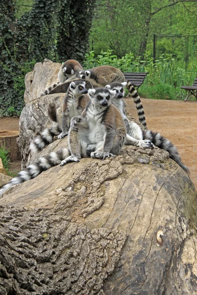 Lémuriens à queue cerclée assis sur un arbre dans un zoo — Photo