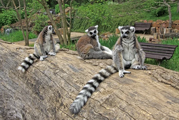 Кольцехвостые лемуры сидят на дереве в зоопарке — стоковое фото