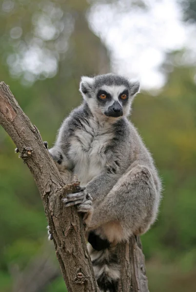 Ringstaartmaki zittend op een boom in een dierentuin — Stockfoto