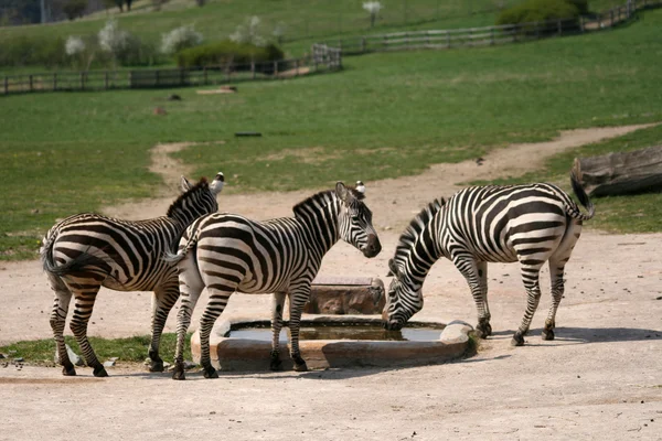 Zebra in dierentuin — Stockfoto