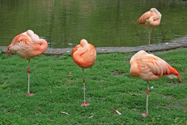 Um flamingo com a cabeça enfiada no sono — Fotografia de Stock