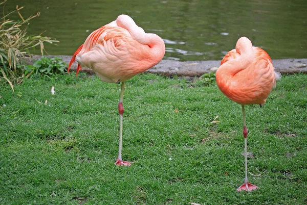 Um flamingo com a cabeça enfiada no sono — Fotografia de Stock