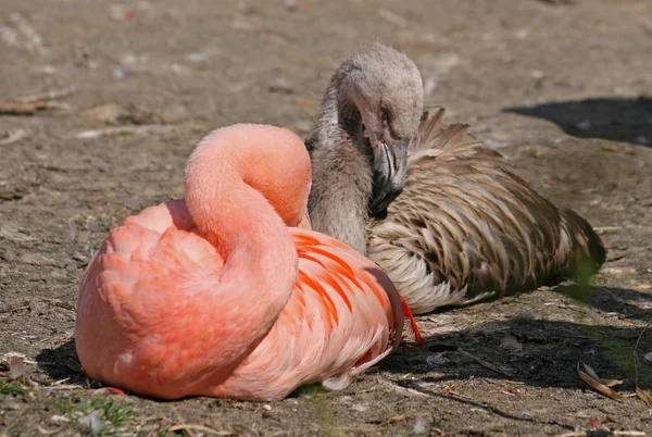 Flamingos med sin huvud tucked sömnproblem — Stockfoto