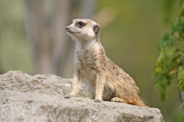 Uyarı suricate veya ayakta nöbet için çöl faresi (suricata suricatta),