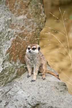 Suricate veya Hayvanat Bahçesi bir taş üzerinde oturan çöl faresi (Suricata suricatta),