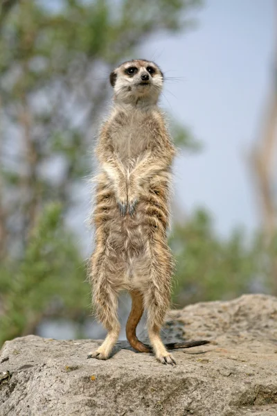 Waarschuwing suricate of meerkat (suricata suricatta), permanent op zoek — Stockfoto