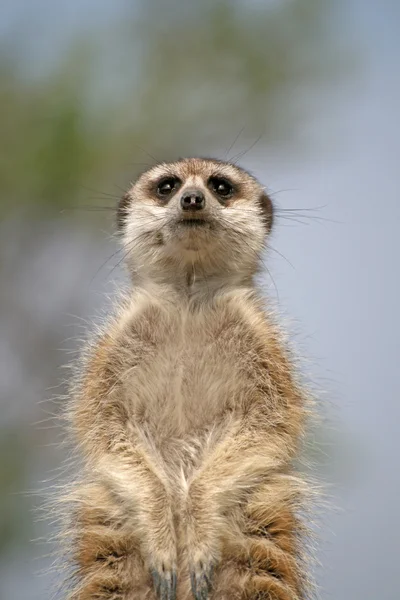 Alerte Suricate ou Meerkat (Suricata suricatta), debout pour surveiller — Photo