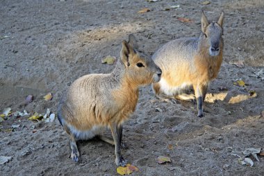 Patagonian maras - (Dolichotis patagonum)
