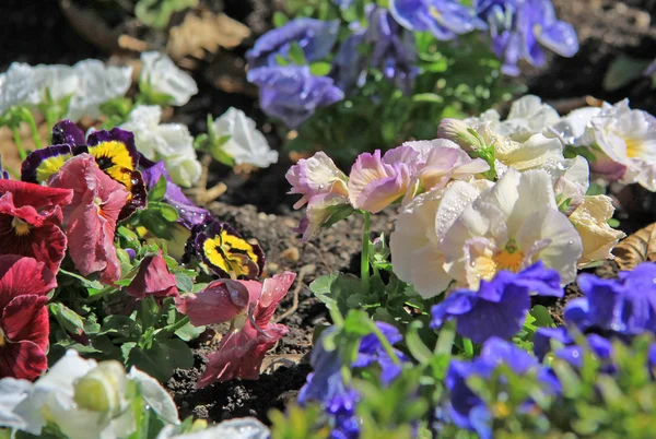 Multicolored pansies in a garden — Stock Photo, Image