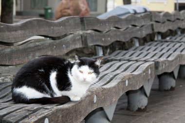 Siyah ve beyaz kedi bankta