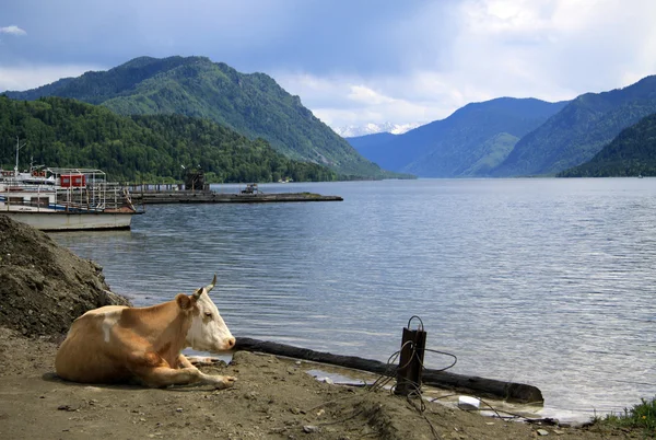 ALTAI, RÚSSIA - JUNHO 13, 2013: Vaca deitada na costa do Lago Teletskoye — Fotografia de Stock