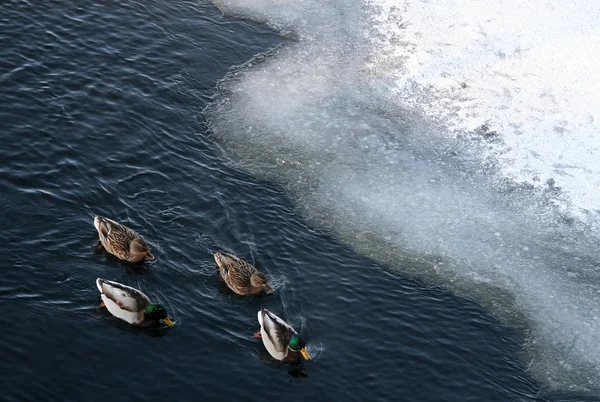 Ducks swimming in a winter river near the ice floes — Stock Photo, Image