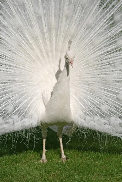 Weißer Pfau im Prager Garten — Stockfoto