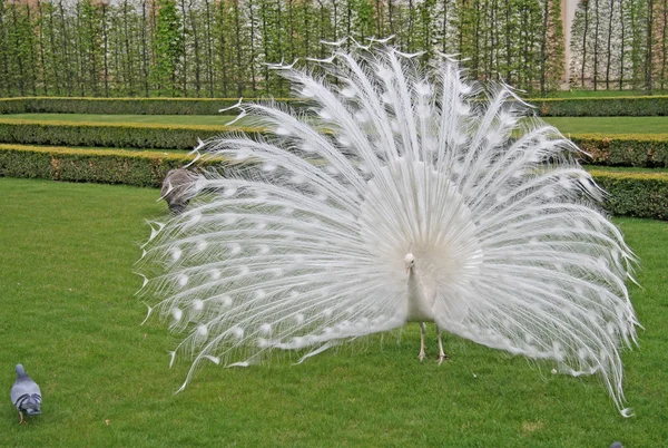 Weißer Pfau im Prager Garten — Stockfoto