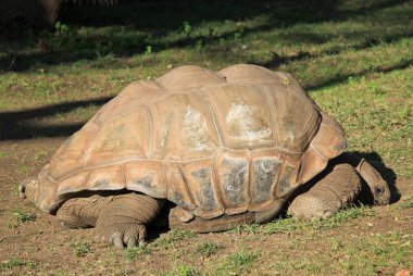 BARCELONA, CATALONIA, SPAIN - DECEMBER 12, 2011: A giant turtle in the grass in Barcelona Zoo