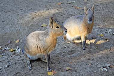 BARCELONA, CATALONIA, SPAIN - DECEMBER 12, 2011: Patagonian maras - (Dolichotis patagonum)