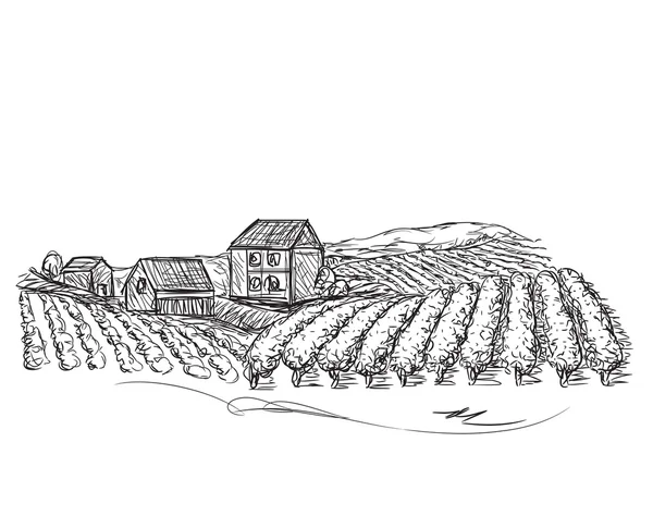Krajina s pole a vesnice. Vinice — Stockový vektor