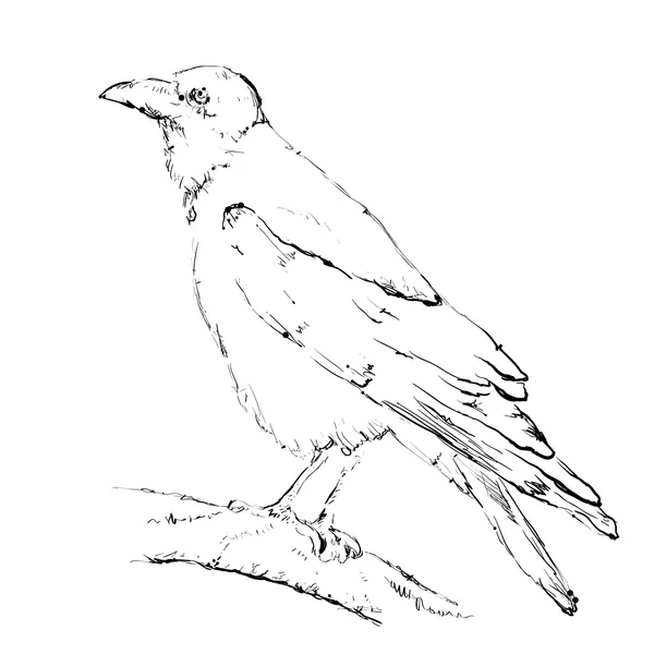 Corbeau dessiné à la main — Image vectorielle