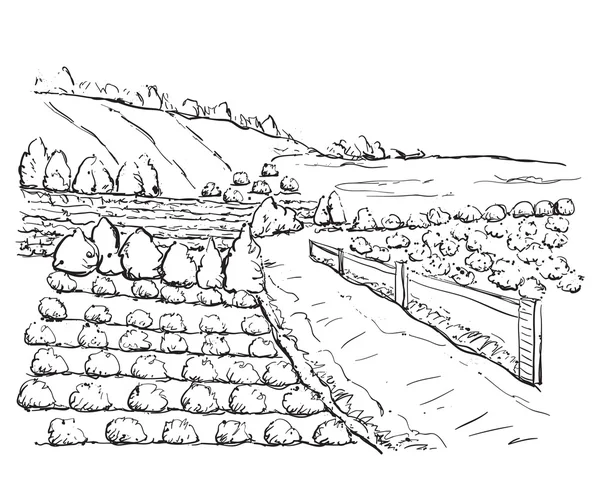 Ilustração de árvores e campos —  Vetores de Stock