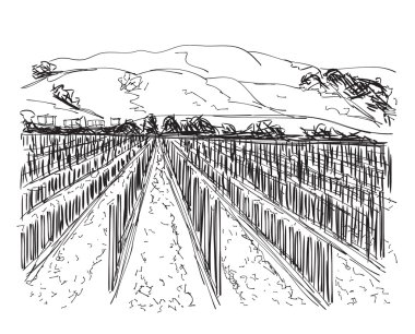 Vineyard peyzaj - elle çizilmiş şekil