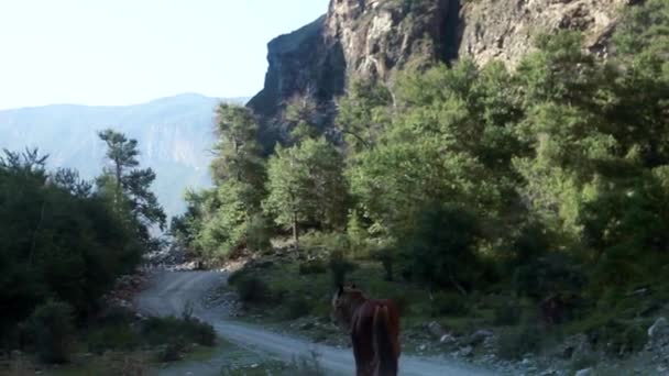 Pferde laufen den Weg in einem Berg Videoclip