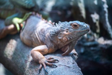 Kertenkele bir kayanın üzerinde yatıyor. Yeşil ve kahverengi bir rengi var. Kertenkelenin uzun bir kuyruğu var.