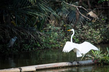 Uzun boyunlu beyaz kuş bir su kütlesindeki kütüğün üzerinde duruyor. Kuş, arka planda uçan daha küçük bir kuş da dahil olmak üzere diğer kuşlarla çevrilidir. Huzurlu ve huzurlu bir sahne.