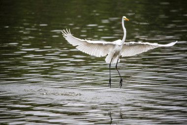 Sarı gagalı beyaz kuş bir su kütlesinin üzerinde uçuyor. Kuş suyun ortasındadır, ve kanatları açılır ve açılır. Huzurlu ve huzurlu bir sahne.