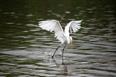 Beyaz kuş bir su kütlesinin üzerinde uçuyor. Kuş suyun ortasındadır, ve kanatları açılır ve açılır. Su sakin ve kuş suda geçirdiği zamandan zevk alıyor gibi görünüyor.
