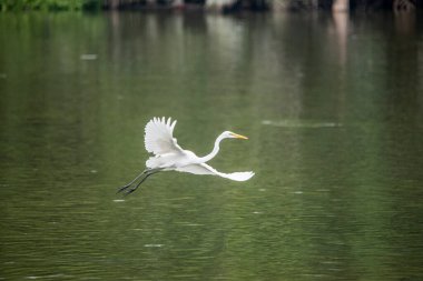 Beyaz kuş bir su kütlesinin üzerinde uçuyor. Kuş havada ve kanatlarını açmış vaziyette. Su sakin ve berrak, ve gökyüzü mavi. Huzurlu ve huzurlu bir sahne.
