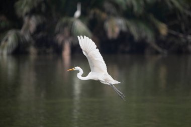 Uzun boyunlu beyaz bir kuş bir su kütlesinin üzerinde uçuyor. Kuş havada ve su sakin.