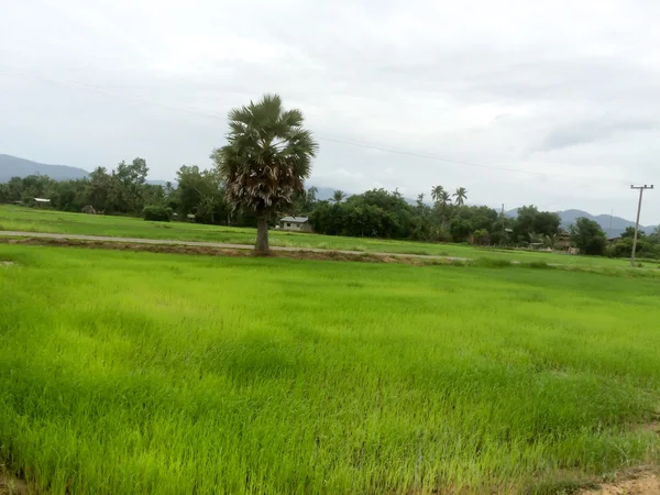 Cultivos de arroz en el maizal es la naturaleza —  Fotos de Stock