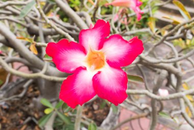 açelya çiçek çok güzel