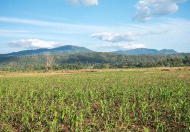 alan mavi gökyüzü karşı bulanıklık