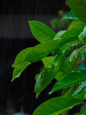 Taze Yeşil Yapraklar Yağmurda Yağmur Damlalarıyla