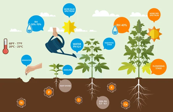 Infográficos de cultivo de maconha, guia — Vetor de Stock